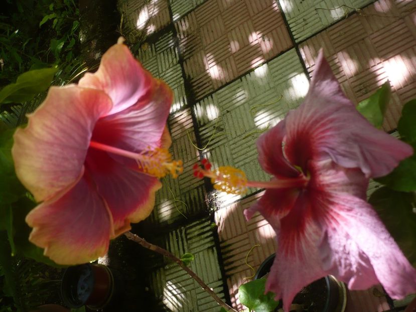 P1380468 - HIBISCUSI 2018-2