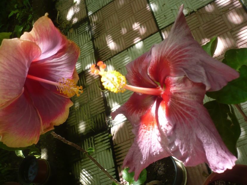 P1380469 - HIBISCUSI 2018-2