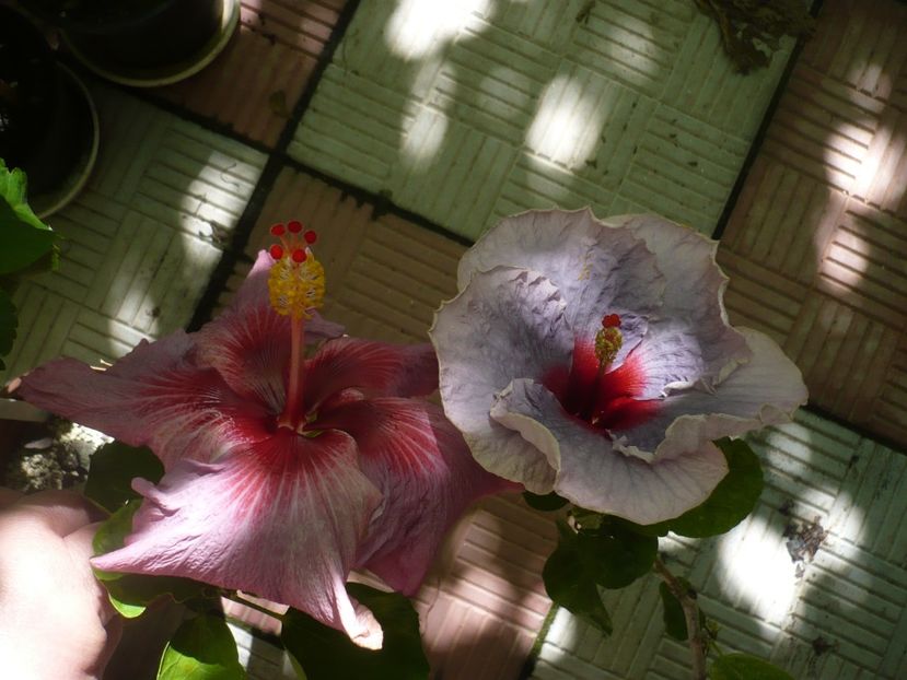 P1380470 - HIBISCUSI 2018-2