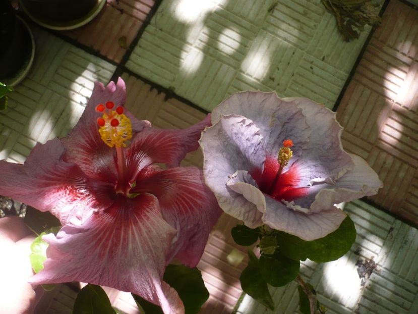 P1380471 - HIBISCUSI 2018-2