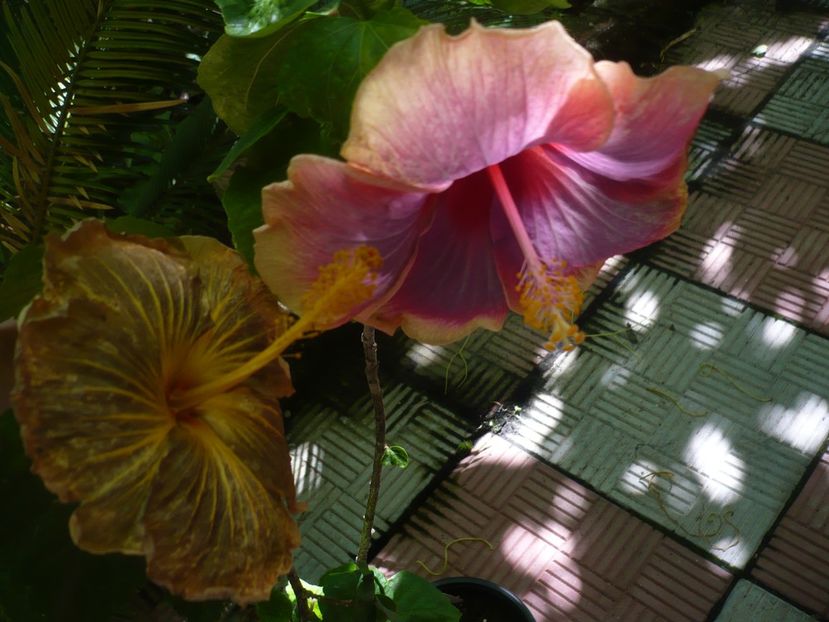 P1380473 - HIBISCUSI 2018-2