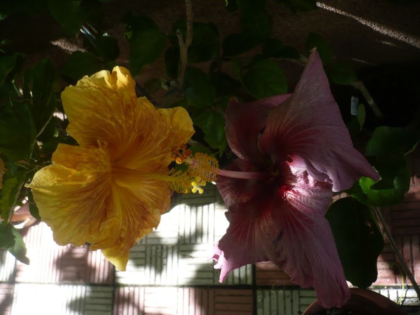 P1380475 - HIBISCUSI 2018-2