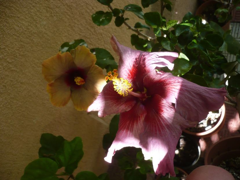 P1380476 - HIBISCUSI 2018-2