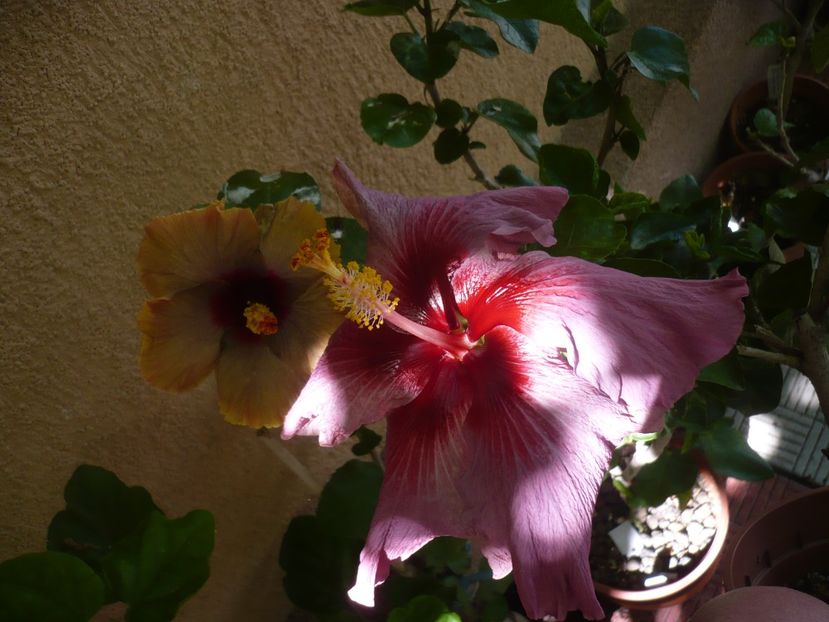 P1380477 - HIBISCUSI 2018-2