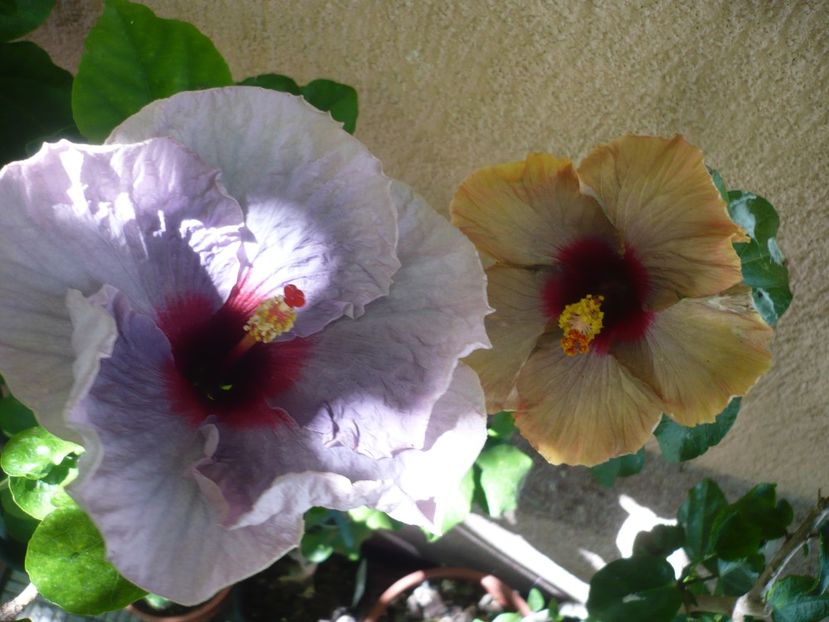 P1380457 - Blue Jean baby