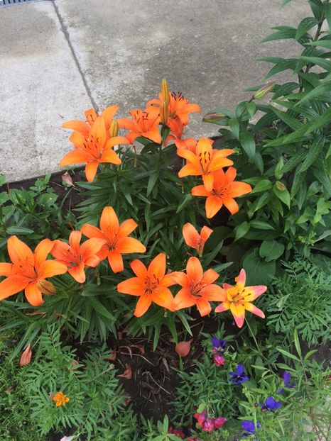 48FCB594-91C3-4890-91CE-C16169312235 - Crini 2018