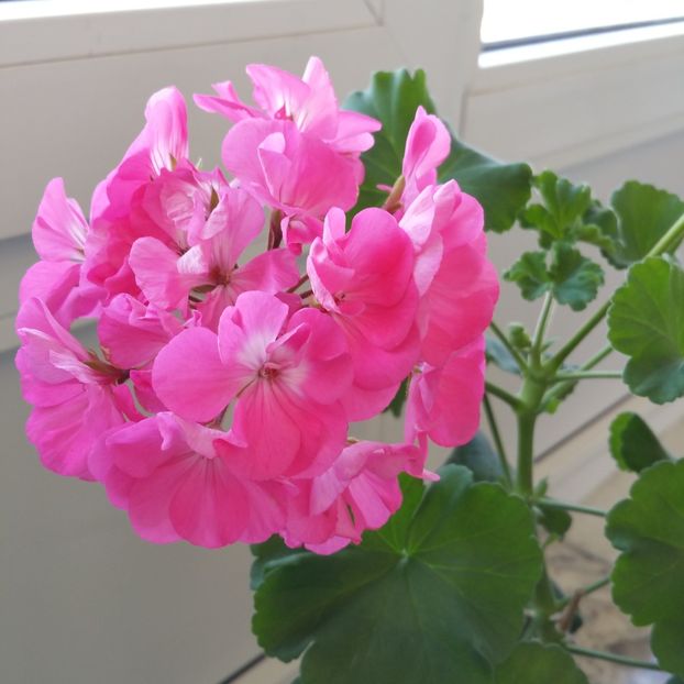  - Muscate 2013 2022