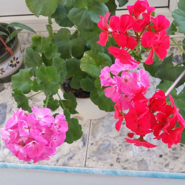  - Muscate 2013 2022