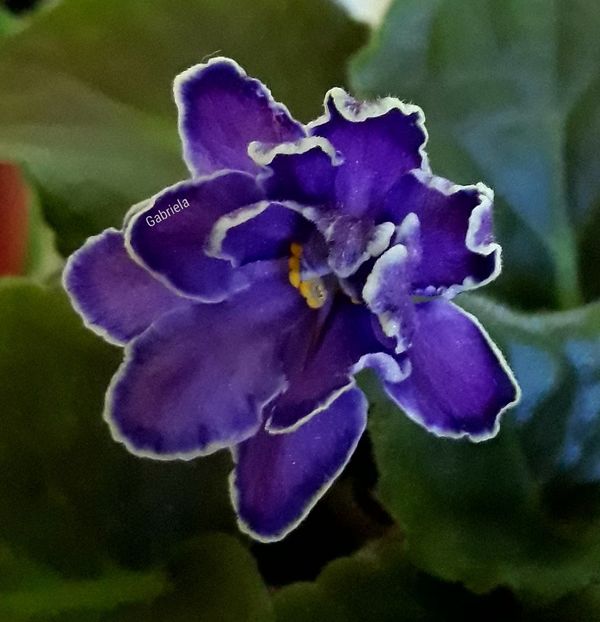 King-s Treasure - AA violete africane de colectie