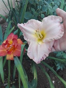  - hemerocallis