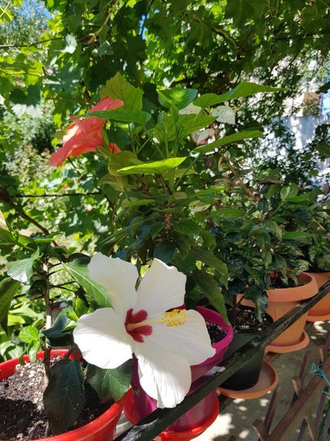  - 1-2 HIBISCUS
