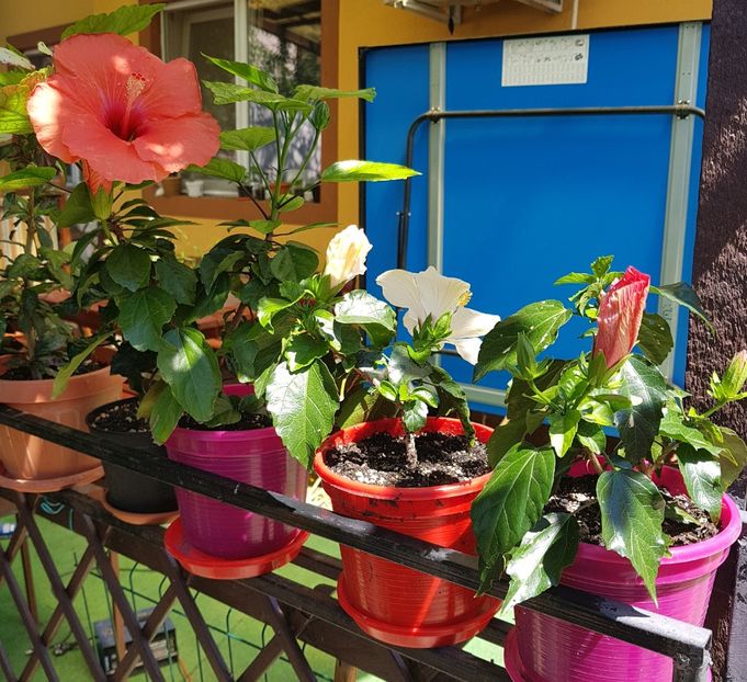  - 1-2 HIBISCUS