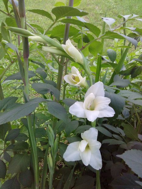  - AAAA_GLADIOLE 2015_2017_2018_2019