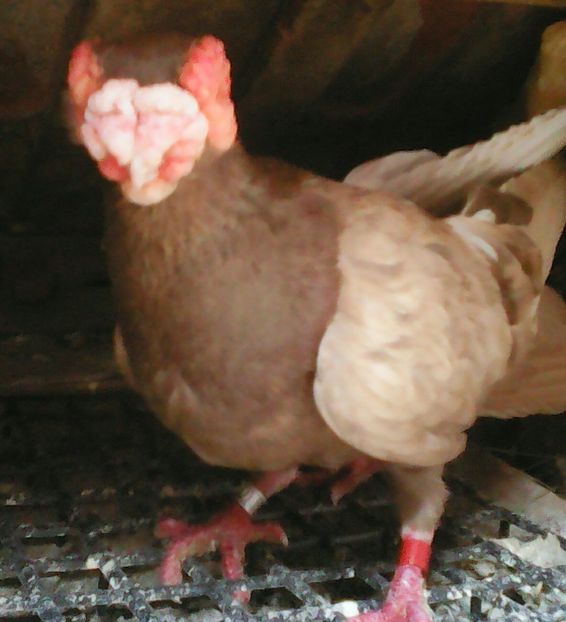  - B E R B E R I  ---    BARBS  PIGEONS