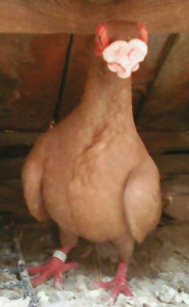  - B E R B E R I  ---    BARBS  PIGEONS