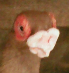  - B E R B E R I  ---    BARBS  PIGEONS