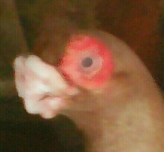  - B E R B E R I  ---    BARBS  PIGEONS