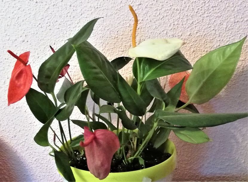 Mini Anthurium - x Alte plante cu flori
