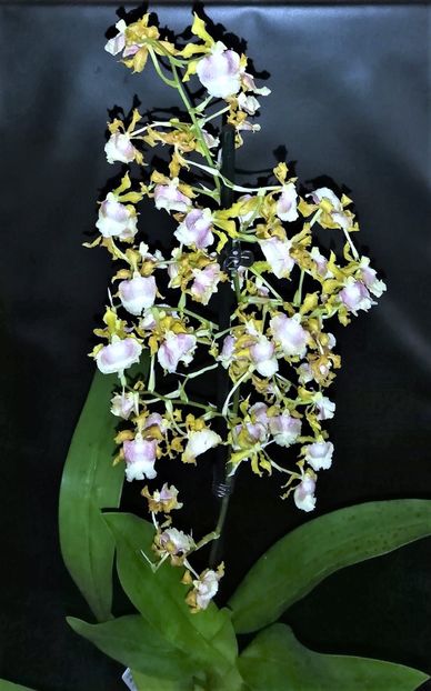 Pupukea - Oncidium