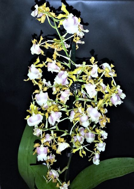 Pupukea - Oncidium