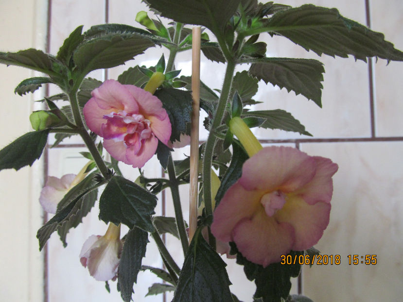 - Yellow English Rose