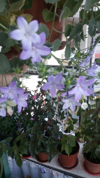  - Campanula