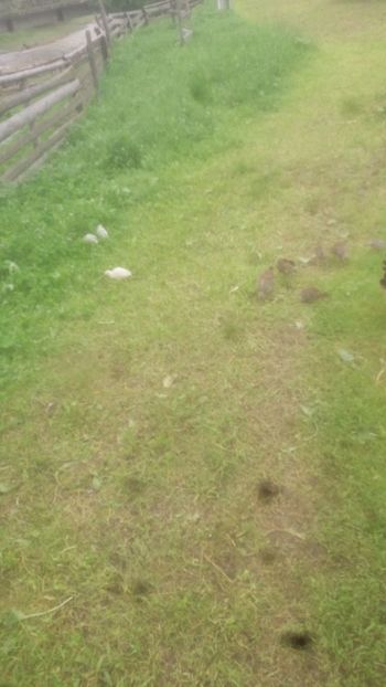 20180701_131530(0) - 001 Bibilici 2018