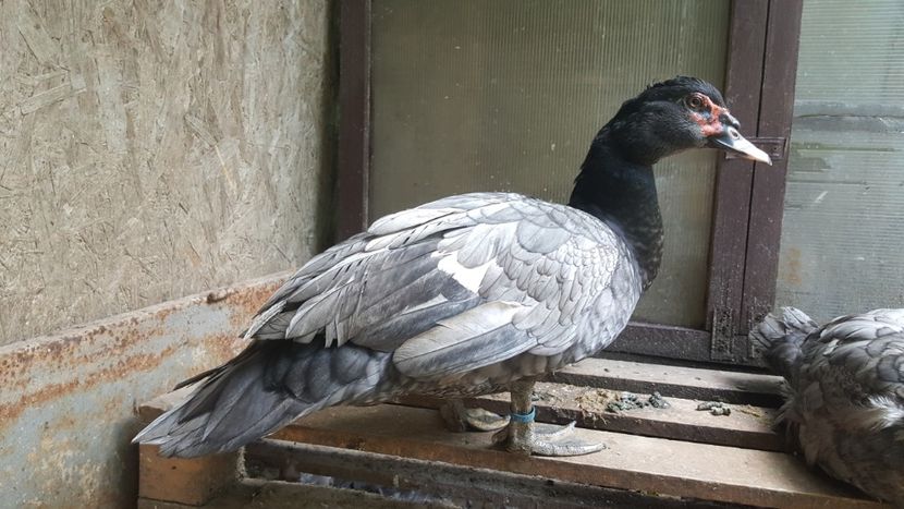  - Bomboane asortate 2018