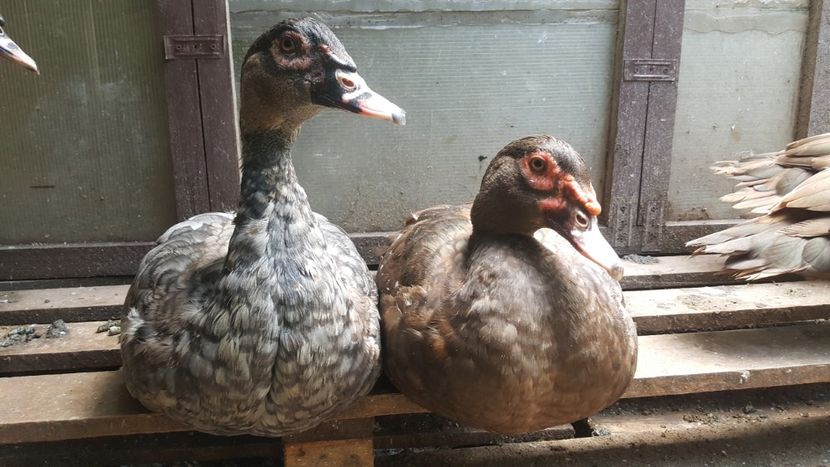  - Bomboane asortate 2018