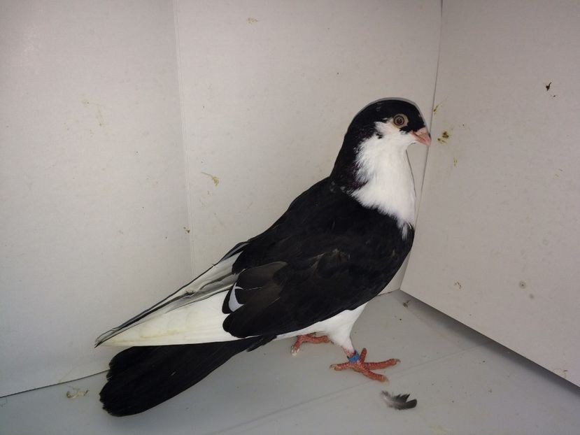 7086  mascul  2018_1 - tineret 2018