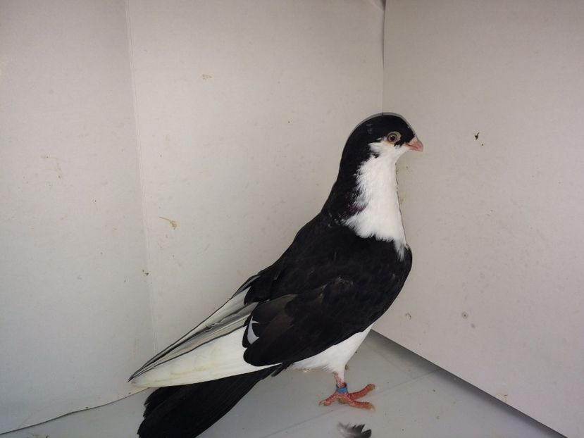 7086  mascul  2018_3 - tineret 2018