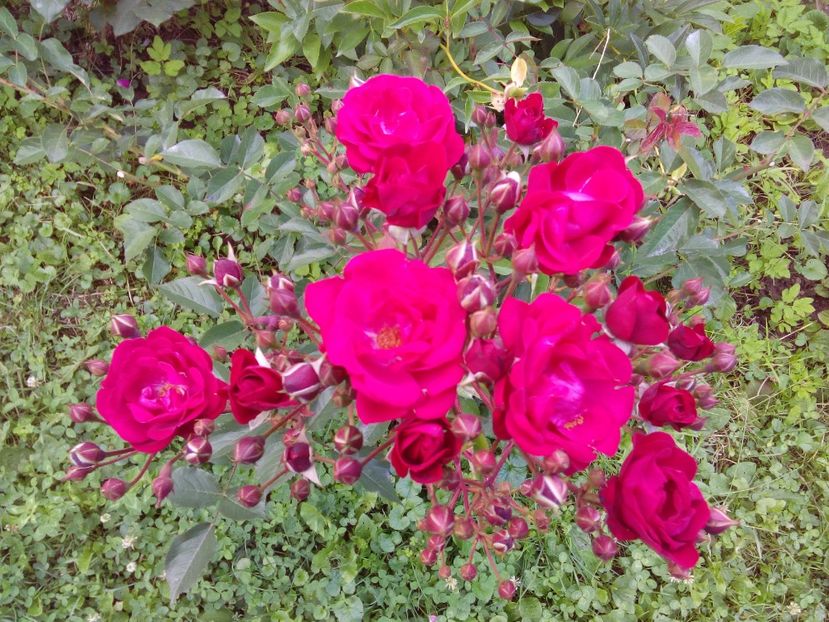  - TRANDAFIRI 2018-2019