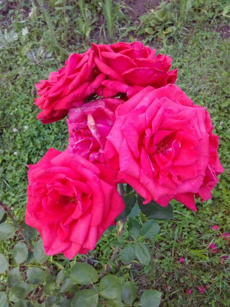  - TRANDAFIRI 2018-2019