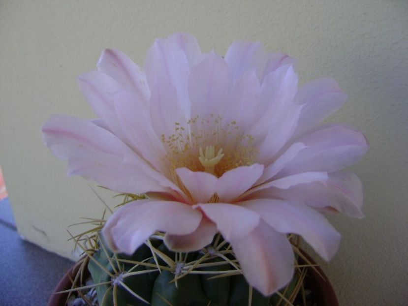 Gymnocalycium monvillei - Cactusi 2018 Gymnocalycium