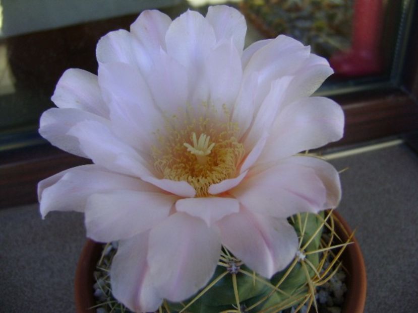 Gymnocalycium monvillei - Cactusi 2018 Gymnocalycium