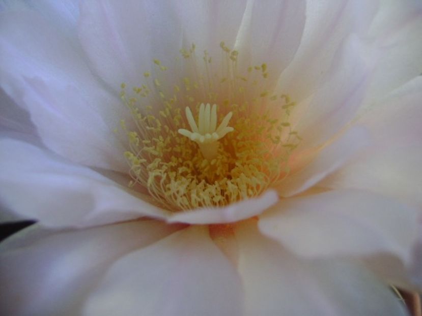 Gymnocalycium monvillei - Cactusi 2018 Gymnocalycium