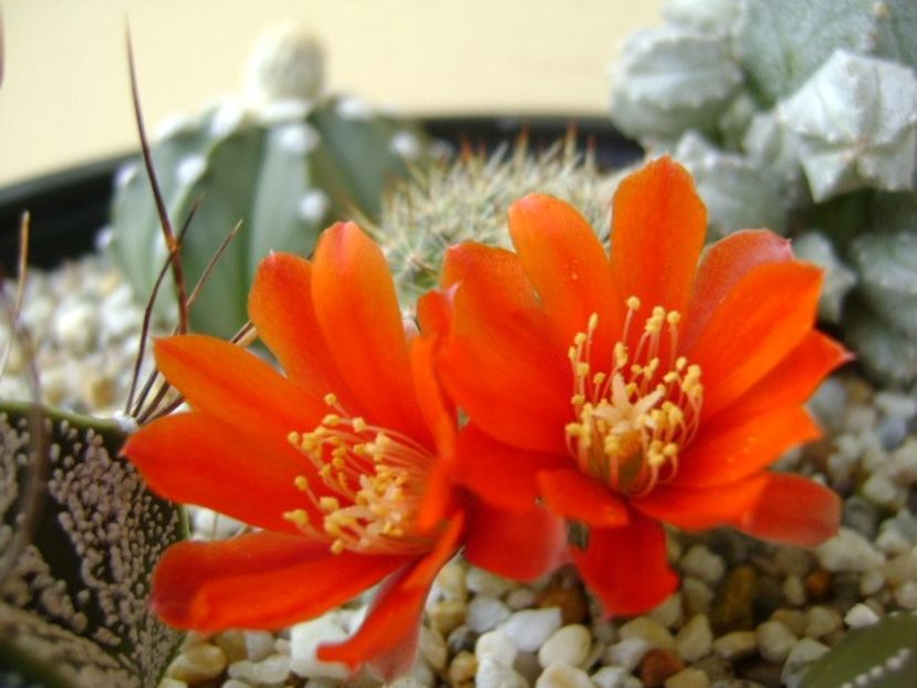 Aylostera (rebutia) fiebrigii - Cactusi 2018 bis bis