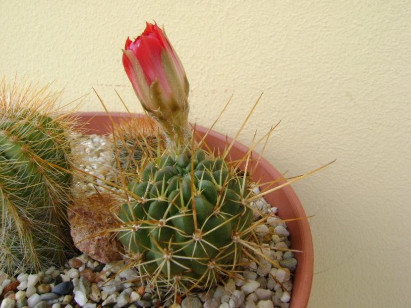 Lobivai aculeata (Echinopsis pentlandii) - Cactusi 2018 bis bis