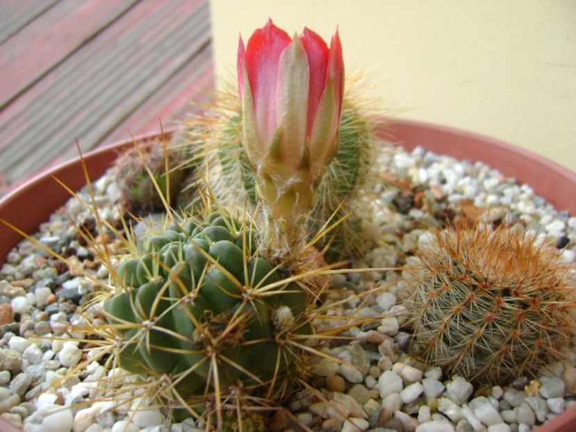 Lobivai aculeata (Echinopsis pentlandii) - Cactusi 2018 bis bis