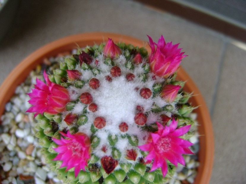 Mammillaria polythele cv. Stachellos - Cactusi 2018 bis bis