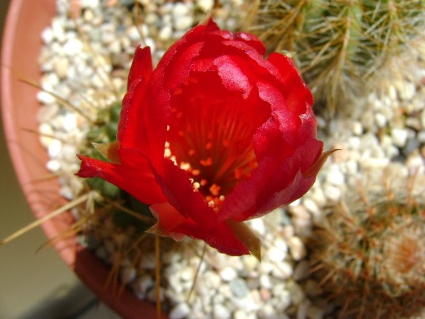 Lobivai aculeata (Echinopsis pentlandii) - Cactusi 2018 bis bis