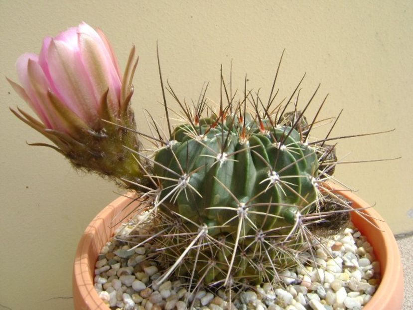 Lobivia jajoiana cv. anemone (Echinopsis marsoneri) - Cactusi 2018 bis bis