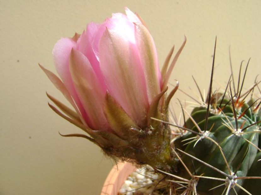 Lobivia jajoiana cv. anemone (Echinopsis marsoneri) - Cactusi 2018 bis bis