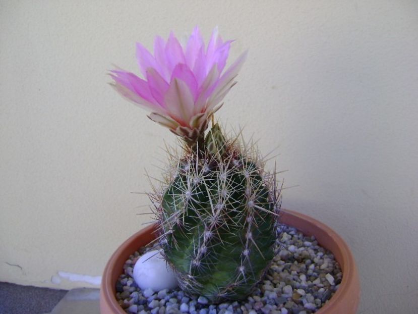 Thelocactus bicolor ssp. pottsii - Cactusi 2018 bis bis