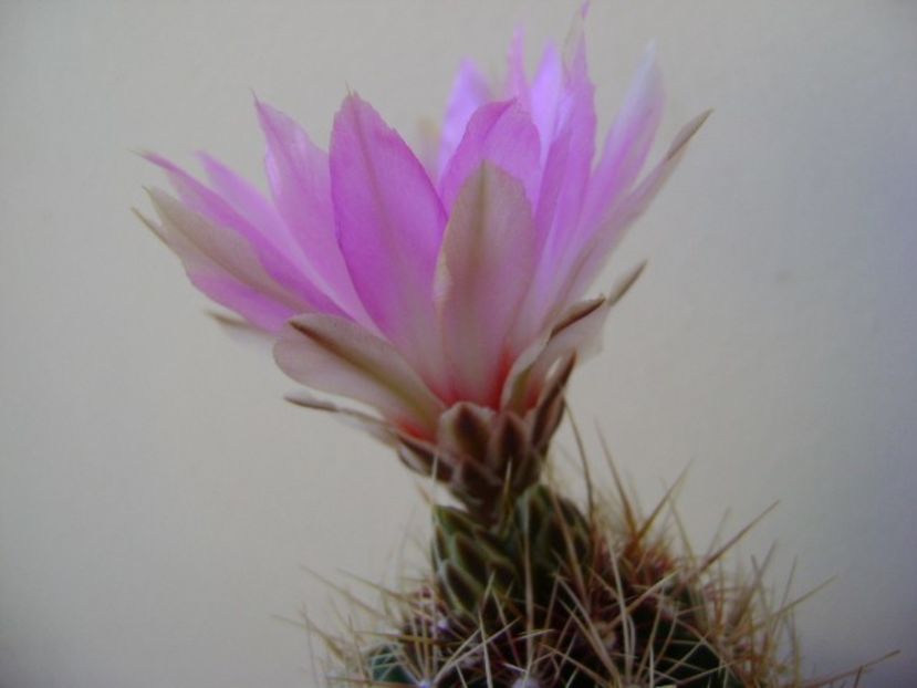 Thelocactus bicolor ssp. pottsii - Cactusi 2018 bis bis