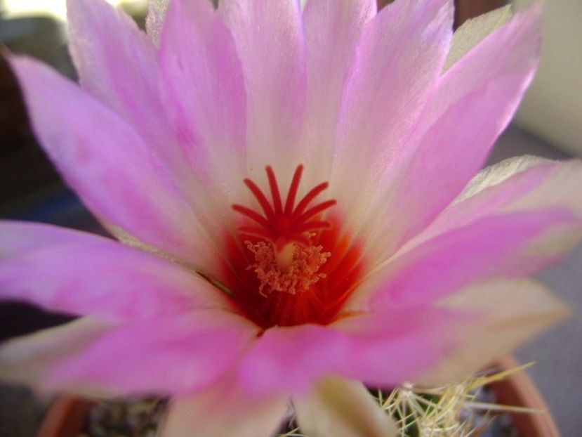 Thelocactus bicolor ssp. pottsii - Cactusi 2018 bis bis