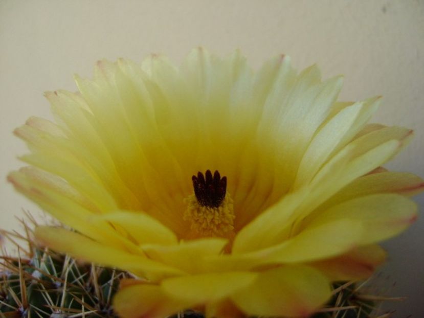 Parodia tabularis ssp. bommeljei (Notocactus bommeljei) - Cactusi 2018 bis bis