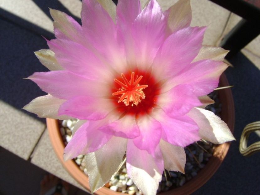 Thelocactus bicolor ssp. pottsii - Cactusi 2018 bis bis