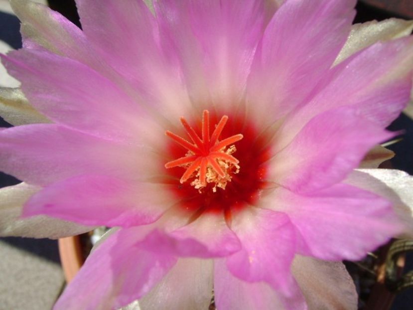 Thelocactus bicolor ssp. pottsii - Cactusi 2018 bis bis