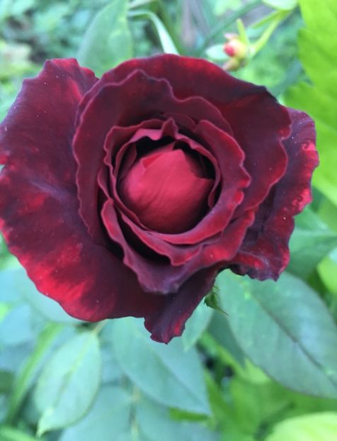 Black beauty - Trandafiri 2018 ll